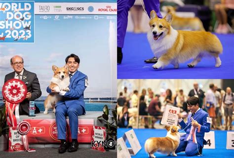 A Dog From the Philippines Has Won at the World Dog Show 2023.